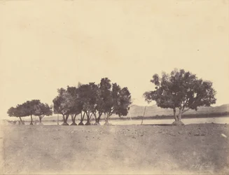 Studies of Sycamores, Korosko